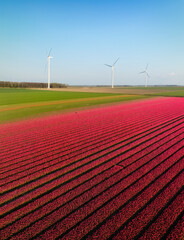 Fields and wind turbines. A wind generator on the  field. View from drone. Field with tulips. ...