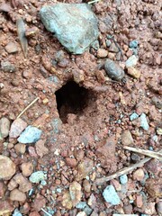 Ant Nest Underground Pictures, Images and Stock Photos