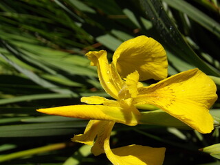 Zbliżenie na żółte kwiaty irysa wodnego © Kumulugma