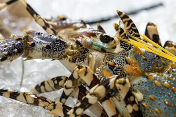 fresh lobster in ice for eating.