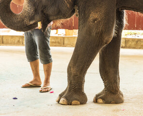 elephant and human legs as background.
