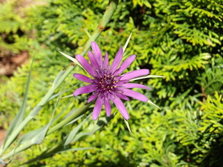Zbliżenie na kwiaty rośliny z gatunku Tragopogon porrifolius © Kumulugma