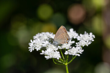 brown butterfly on plant, Riley's Hairstreak, Satyrium marcidum