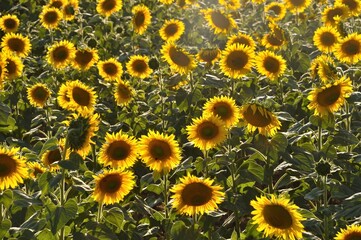 sun flower field