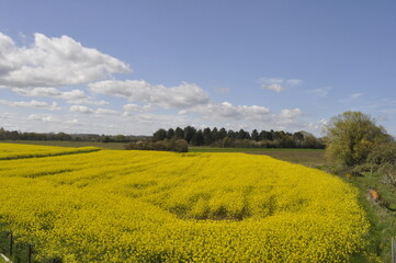 rape field in France