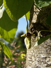 Zbliżenie na kwiat rośliny z gatunku Aristolochia tomentosa