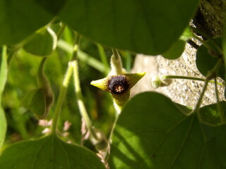 Zbliżenie na kwiat rośliny z gatunku Aristolochia tomentosa