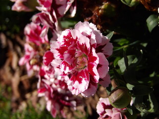 Goździki kwitnące w pełnym słońcu © Kumulugma