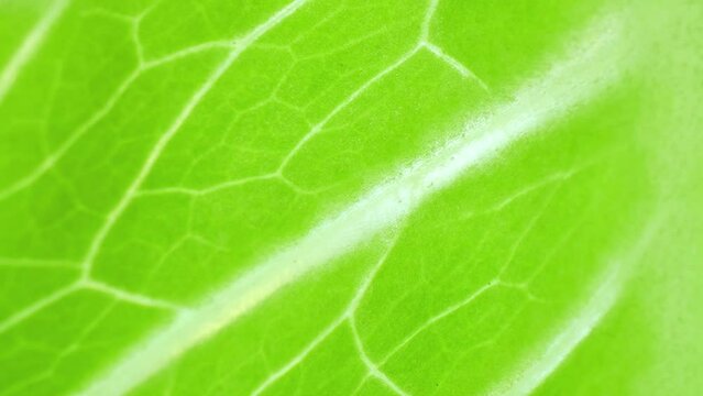 In this close-up marvel, a verdant leaf emerges, its surface a canvas of seamless perfection. Veins sprawl across, a testament to nature's precision, each line a roadmap of life's intricate pathways.
