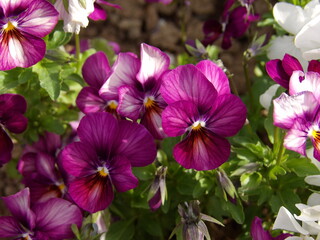 Zbliżenie na kwiaty miniaturowych bratków © Kumulugma