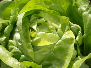 Zbliżenie na główkę sałaty