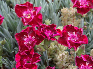 Goździki kwitnące w pełnym słońcu © Kumulugma