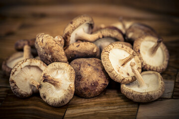 Shiitake Pilze Lentinula edodes auf Olivenholz