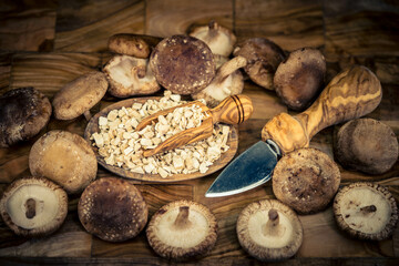 Shiitake Pilze Lentinula edodes auf Olivenholz