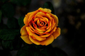 Orange garden rose flower on dark green background. Gentle tender orange flower as romantic love card wallpaper. Rose delicate petals & leaves close up, soft light in Rosengarten. Orange retro plant