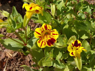 Zbliżenie na żółte kwiaty rośliny z gatunku Mimulus