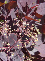 Zbliżenie na drobne kwiaty perukowca