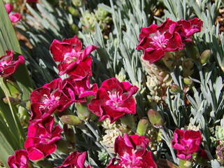 Goździki kwitnące w pełnym słońcu © Kumulugma