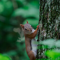 Baby squirrel in the forest © Alexander