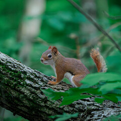 little squirrel on the branch