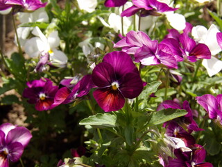 Zbliżenie na kwiaty miniaturowych bratków © Kumulugma