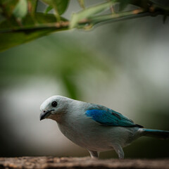 bluebird in the forest