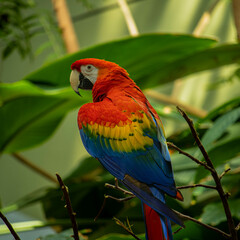 red macaw on a branch