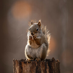 squirrel eating on a tree
