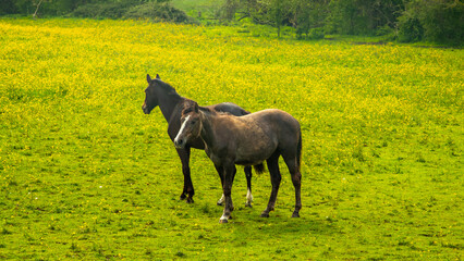 Horses in the meadow