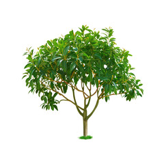 Obraz premium A Tropical Mango Tree, Its Lush Leaves And Winding Branches, A Verdant Oasis Amidst The Purity Of White Isolation