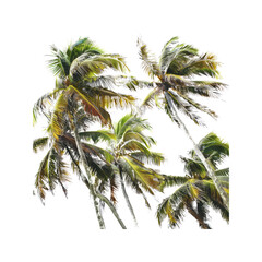 Fototapeta premium A Variety Of Coconut Trees Sway In The Breeze, A Tropical Symphony Against The Purity Of White