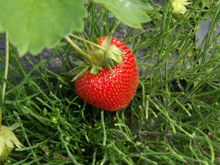 Zbliżenie na owoc truskawki