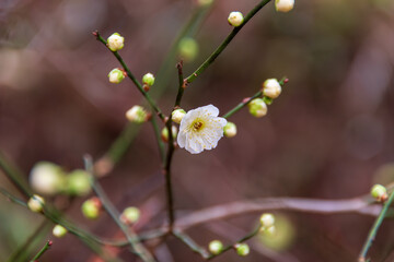 春を告げる白梅の花