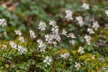 苔の上に群生する小さな白い花