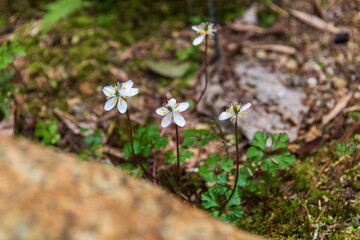 森の床に咲く小さな白い花