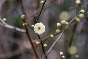 春を告げる白梅の花