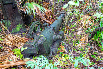 小笠原諸島・母島　海軍施設跡地
