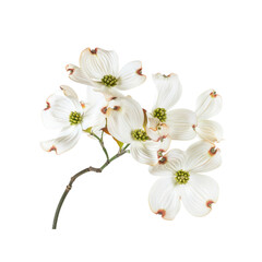 Dogwood Blossoms Herald The Arrival Of Spring, Their Delicate Petals A Vision Of Purity Against The Blank Canvas