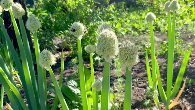 Blooming onion Allium Fistulosum growing in the garden
