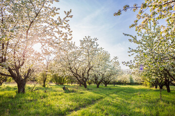 Fototapeta premium Horizontal landscape of an apple garden in full blossom, carpet of fresh green grass below, sunny blue sky, contrasty shadows, perfect background image