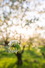 Vertical closeup of an apple garden in full blossom, carpet of fresh green grass below, sunny blue sky, contrasty shadows, perfect background image