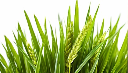 Naklejka premium Organic wheatgrass tightly clenched into a natural cluster capturing the verdancy of new growth, Ai Generated