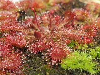 Zbliżenie na roślinę z gatunku drosera spatulata © Kumulugma