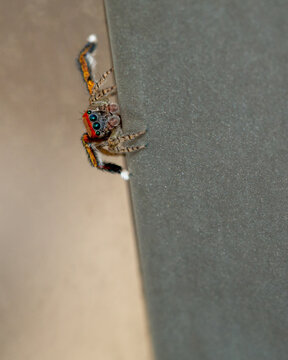 Ara&ntilde;a Saitis barbipes