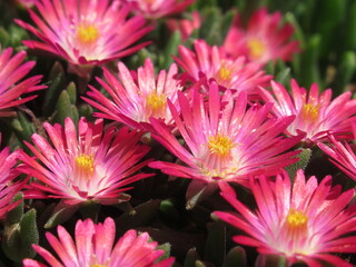 Różowo kwitnące rośliny z gatunku delosperma © Kumulugma