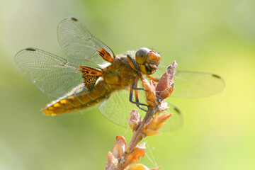 Plattbauchlibelle auf dem Ansitz