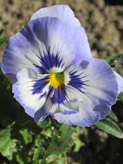 Zbliżenie na delikatne kwiaty bratków © Kumulugma