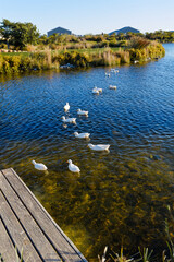 White ducks swimming on a small lake in bright sunshine in Somerset West, South Africa.