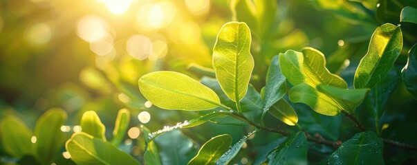 Obraz premium Sunlit leaves capturing morning dew drops on a lush green plant, creating a magical and fresh nature scene.