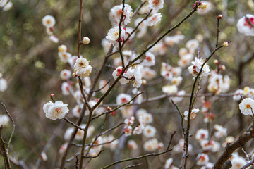白梅の花